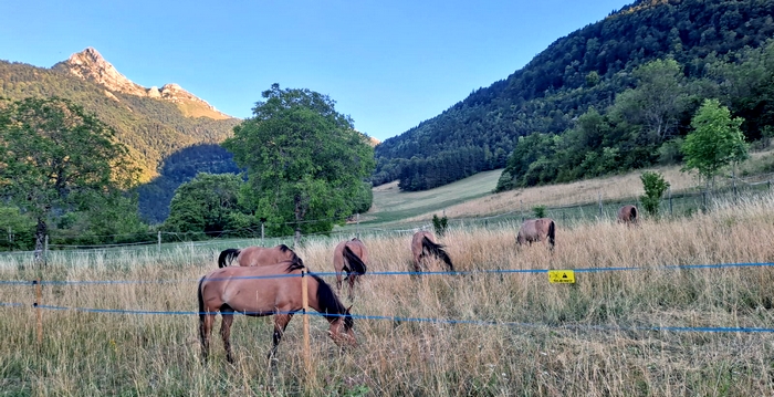 les chevaux dans le paddock